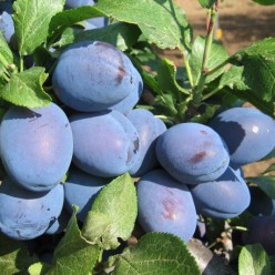 Яблоня Ajdared колоновидная  (саженец ЗКС) Сербия